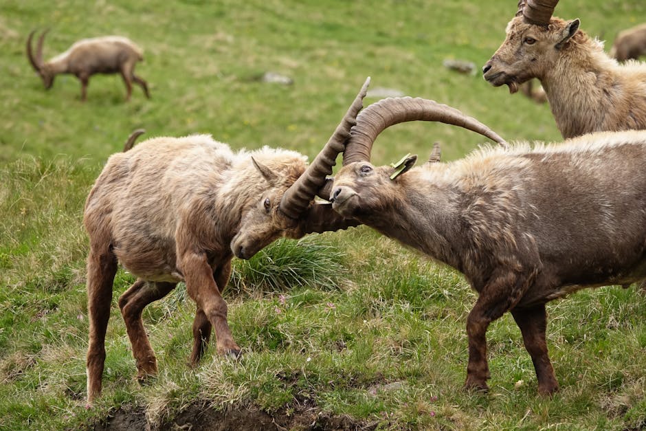 The Kouprey Is Cambodia's National Animal, Despite Being Presumed Extinct