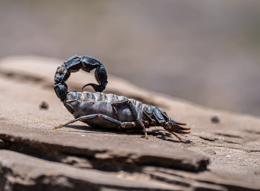 Desert Hairy Scorpion