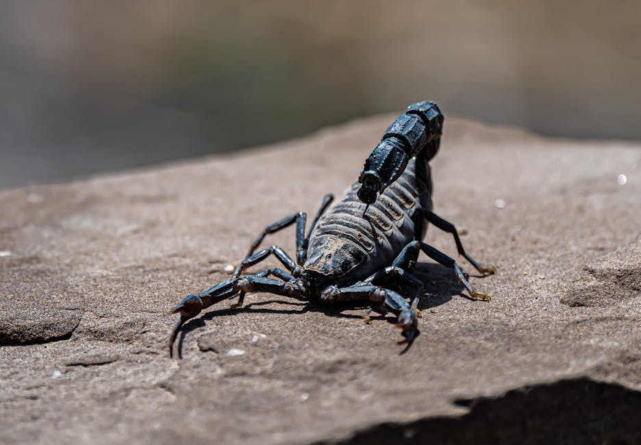 Scorpions Can Survive Extreme Temperatures, From Freezing to Desert Heat