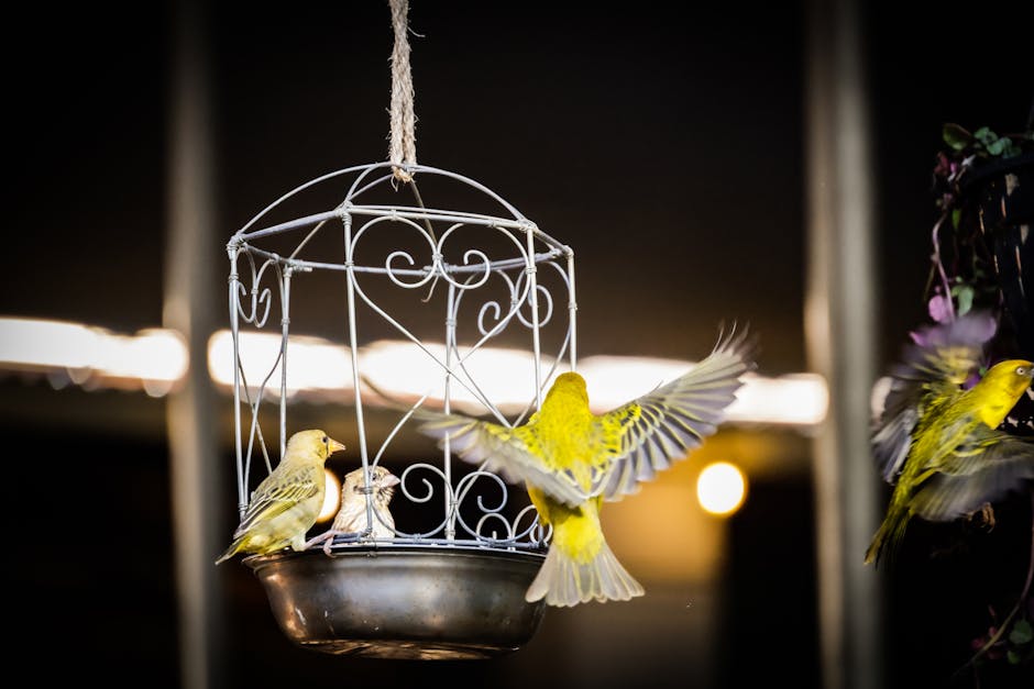 Birds