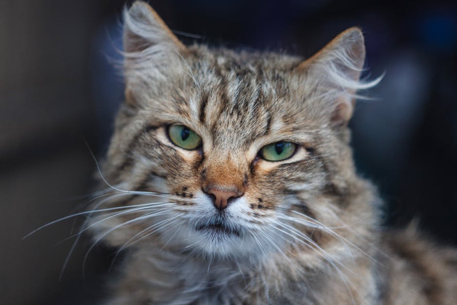 Feline