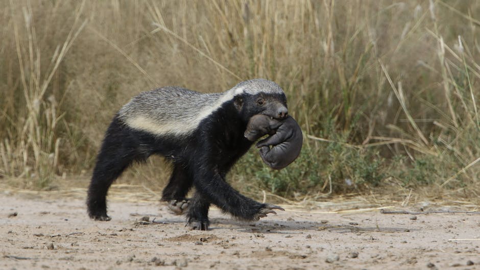 Guinness World Records Names Honey Badger the Most Fearless Animal