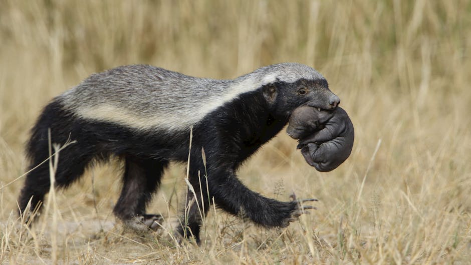 Honey Badgers Have an Enormous Geographic Range