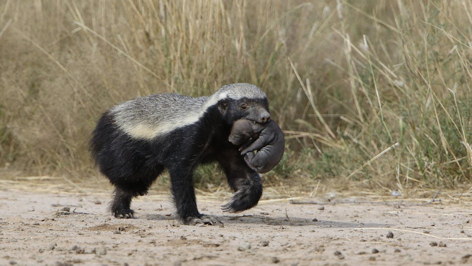 Honey Badgers Have Remarkably Thick, Loose Skin