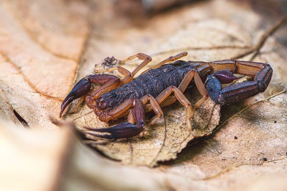 Scorpions Give Birth To Live Young, Not Eggs