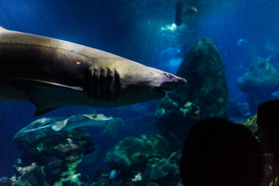 Greenland Shark