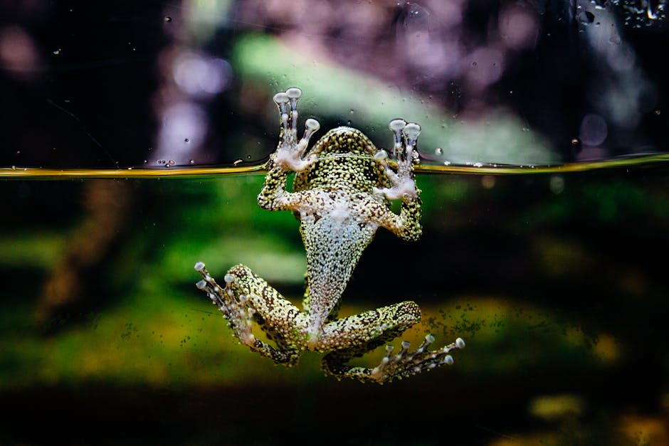 Glass Frog