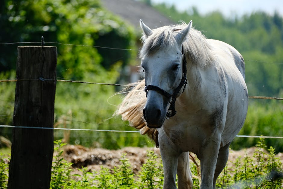 A White Stallion Symbolizes Burkina Faso's National Pride