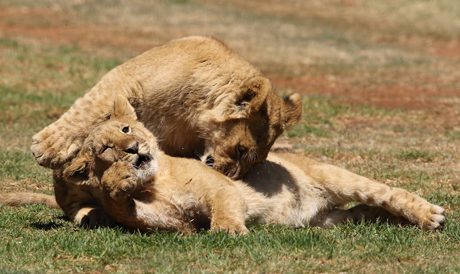 Many Animal Species Engage In Play Behavior