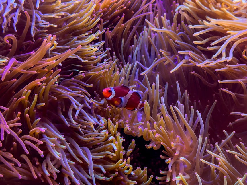 Clownfish