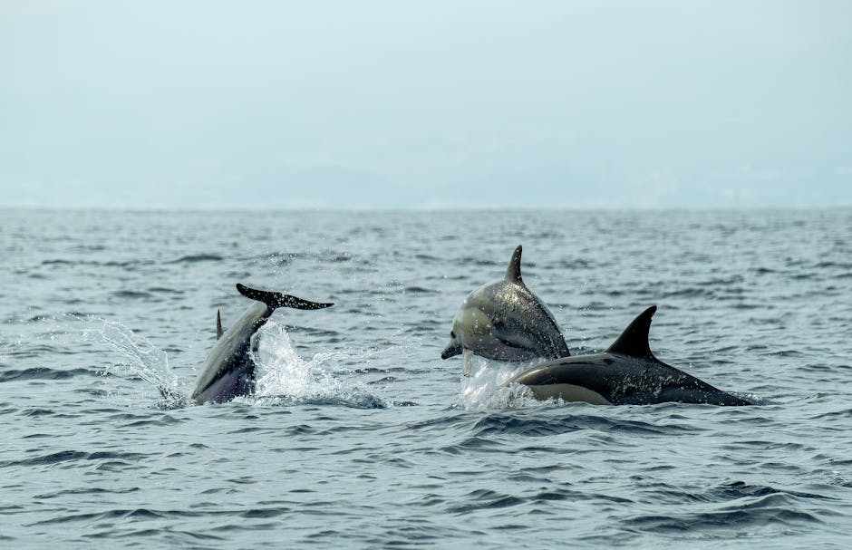 Dolphins