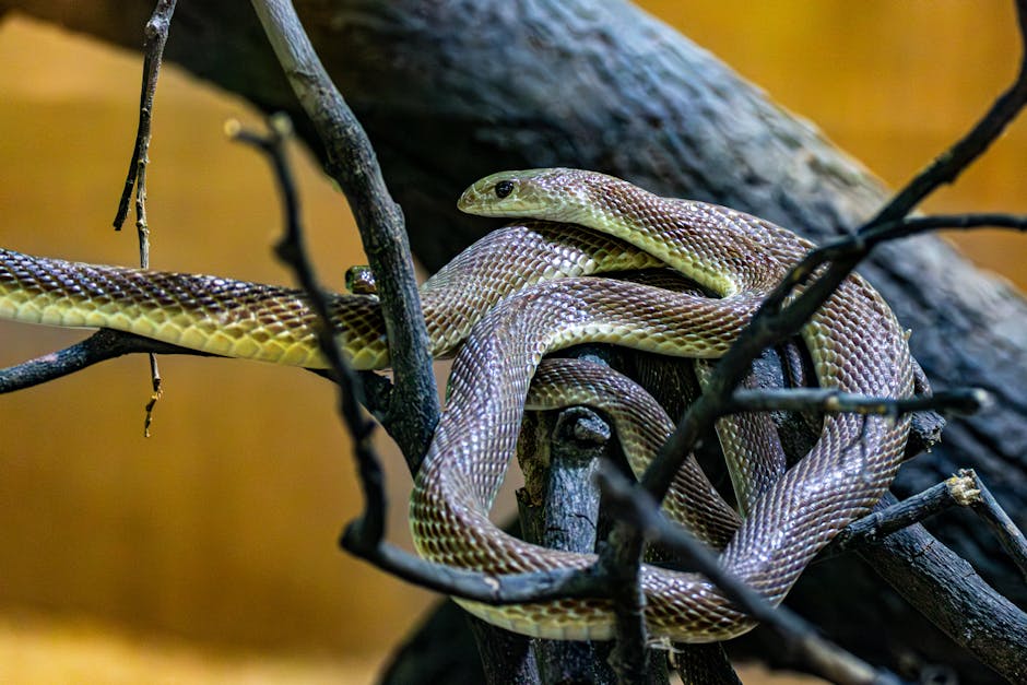 The Black Mamba Has Inspired Myths, Culture, and Pop Culture Worldwide