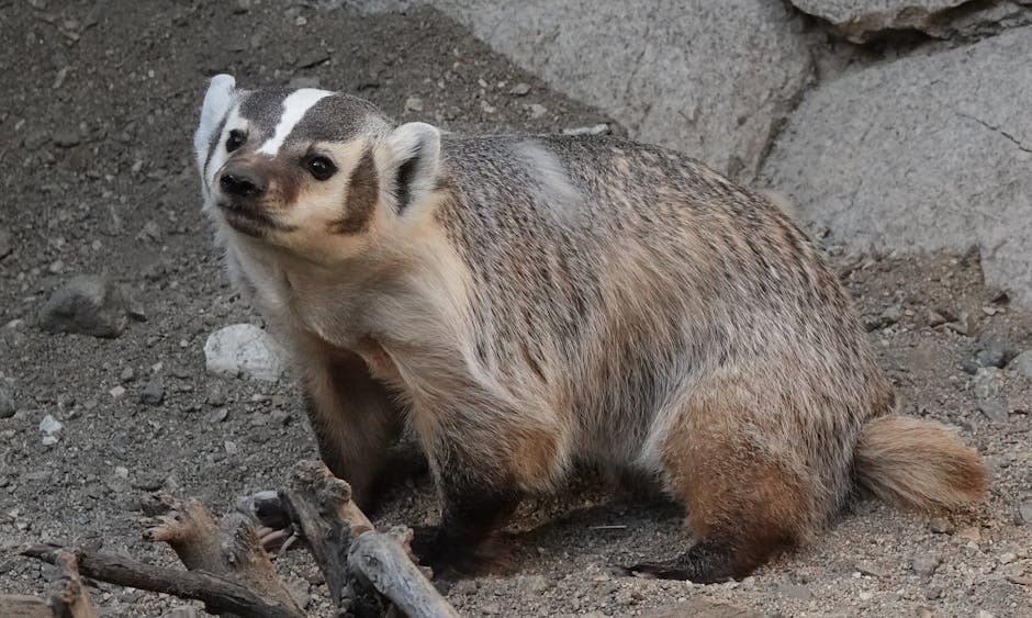 Honey Badgers Are Powerful Diggers That Can Excavate Entire Dens in Minutes
