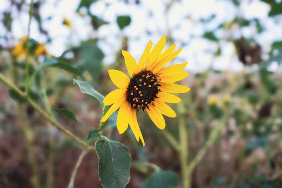 The Sunflower, a Symbol of Adoration, Is Leo's Emblematic Flower