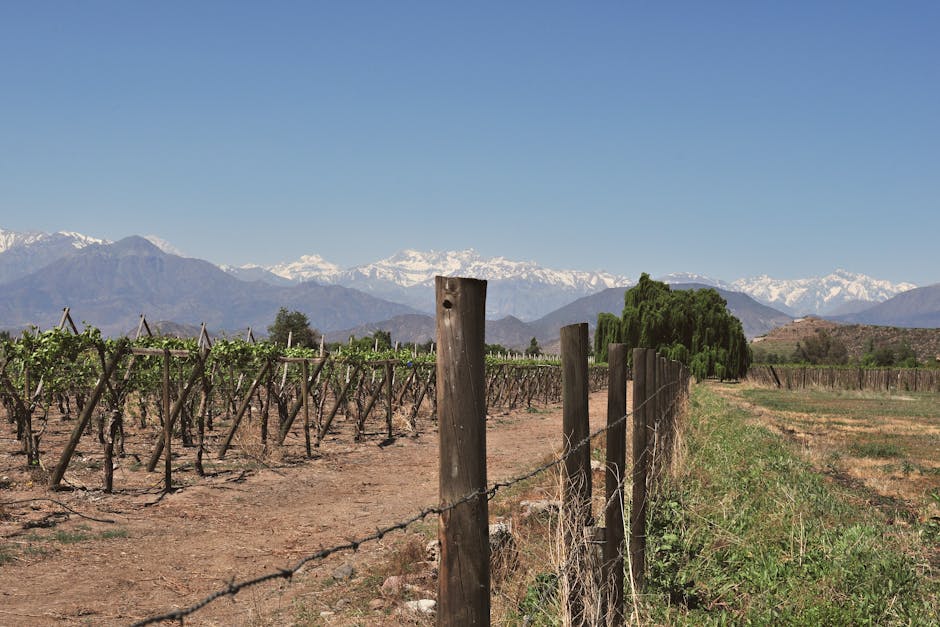 Chile Is Among the Top 10 Wine Producers Globally