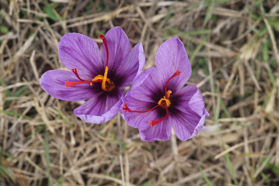 Afghanistan Produces Some of the World's Highest Quality Saffron