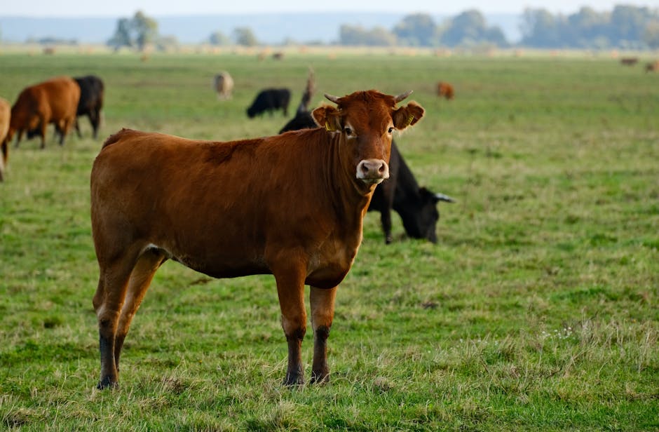 The Cretan Bull, a Beast of Legendary Strength, Was One of Hercules's Twelve Labors.