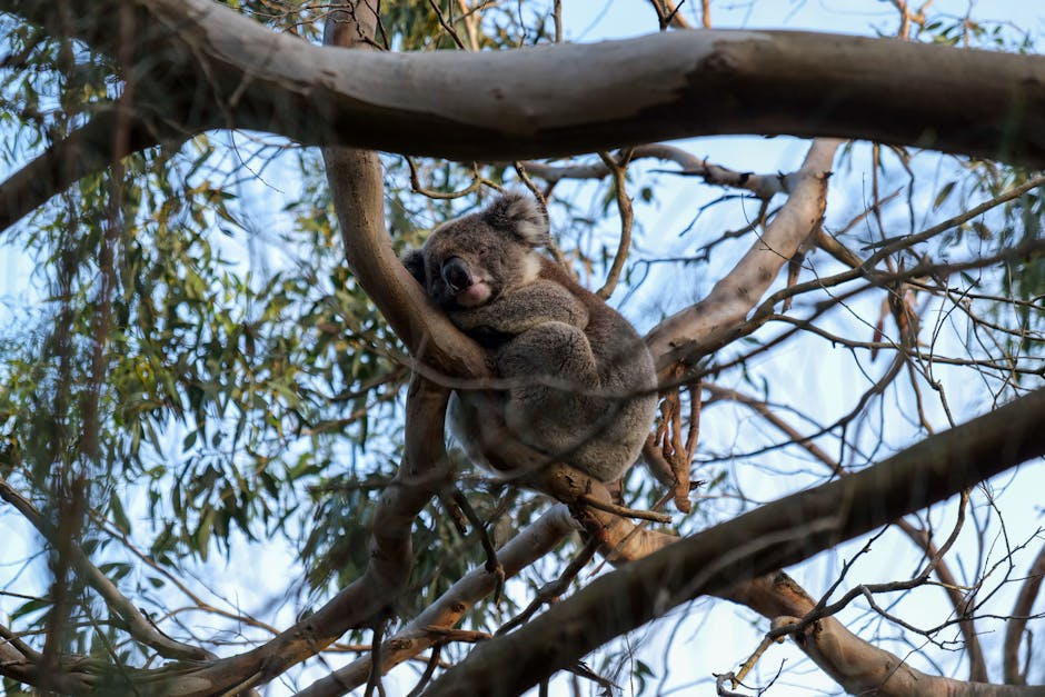 Australian Animals