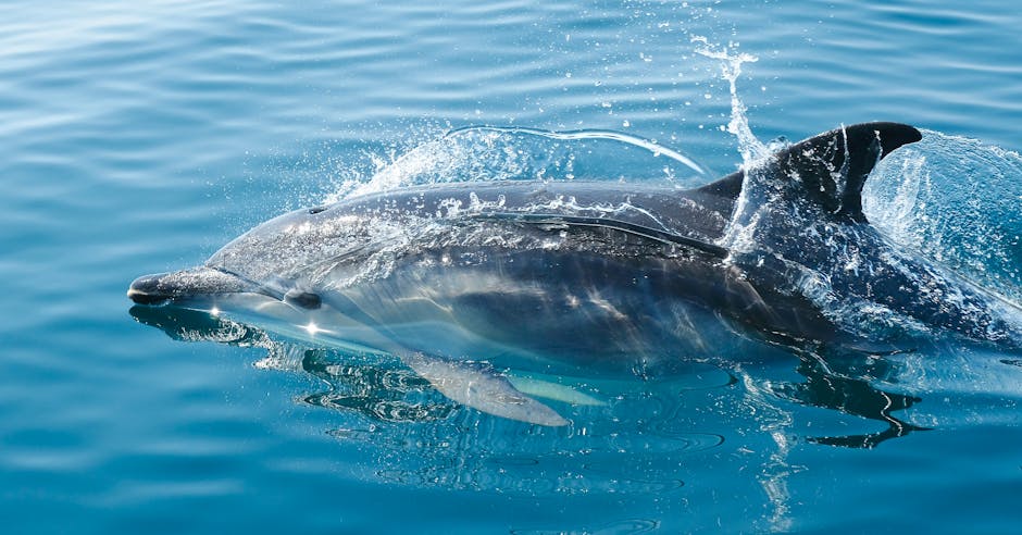 Dolphin