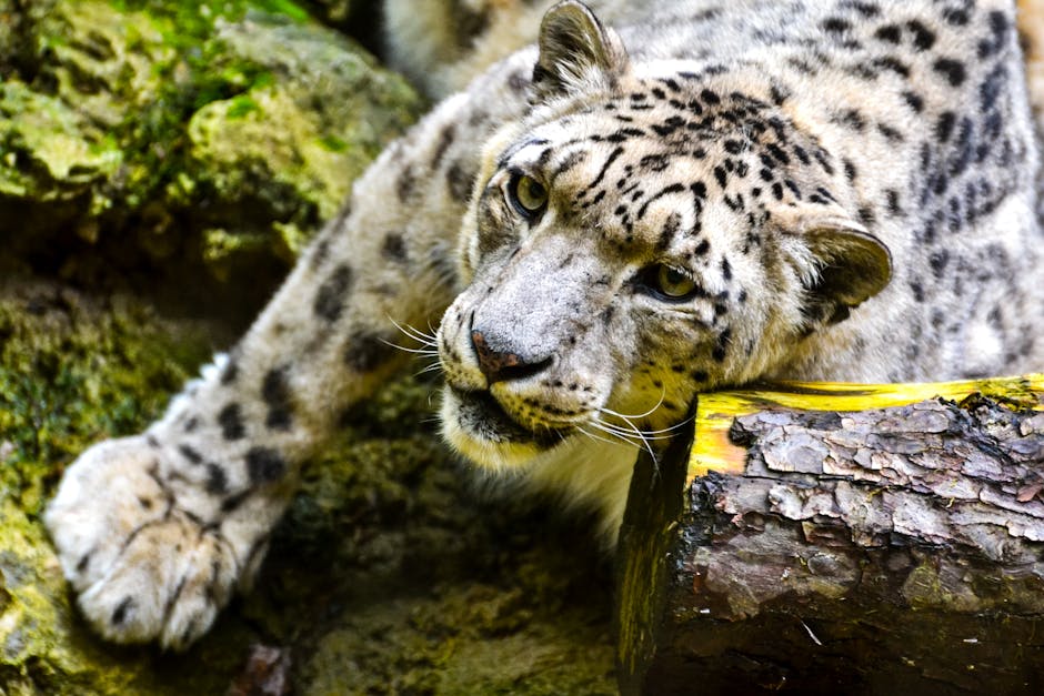 Rare Snow Leopards Inhabit Afghanistan's High Mountain Ranges