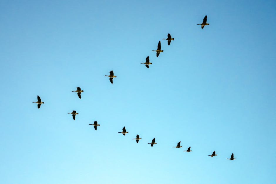 Avian Migration