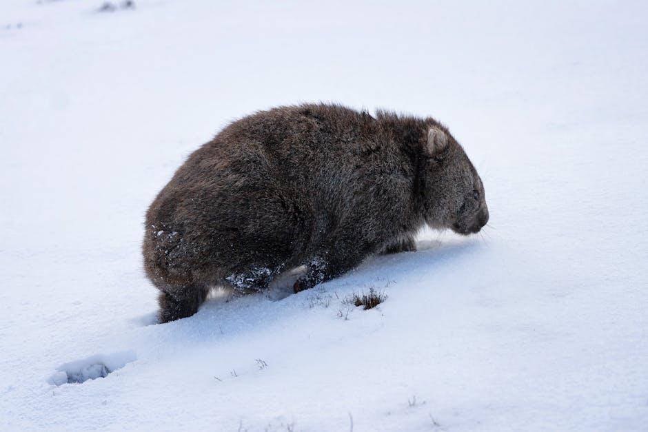 Wombats Are The Only Animals Known To Produce Cube-Shaped Poop