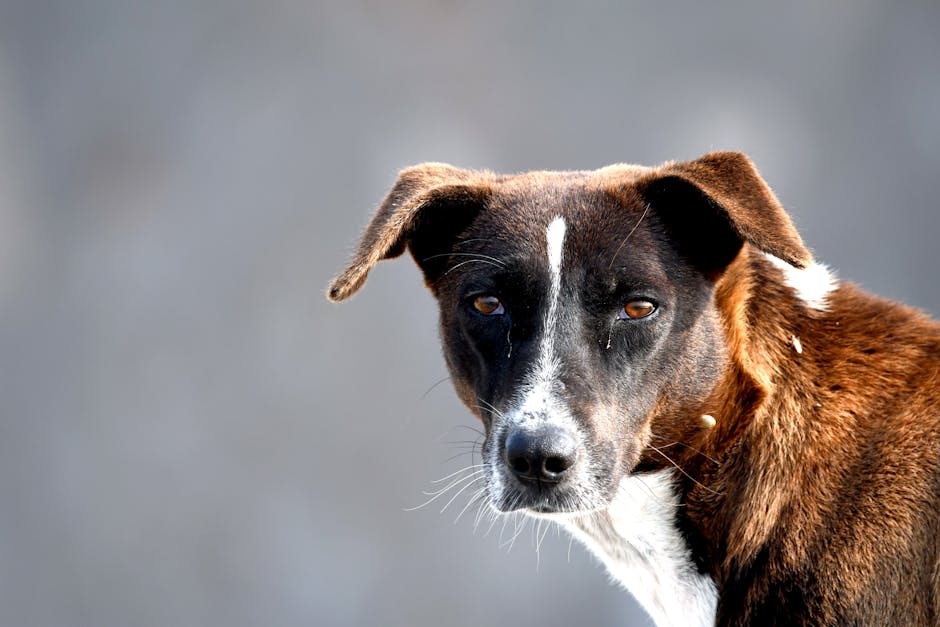 Dogs Can Detect Oncoming Epileptic Seizures Before They Happen