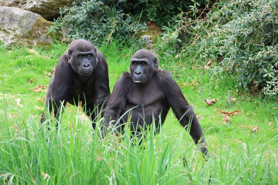 Western Lowland Gorillas