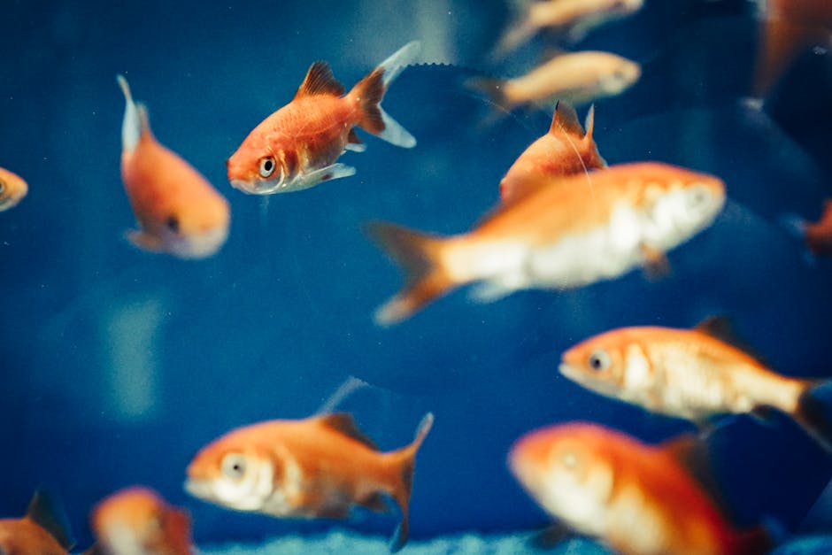 Cleaner Wrasse Fish Run Underwater 'Service Stations' for Other Fish