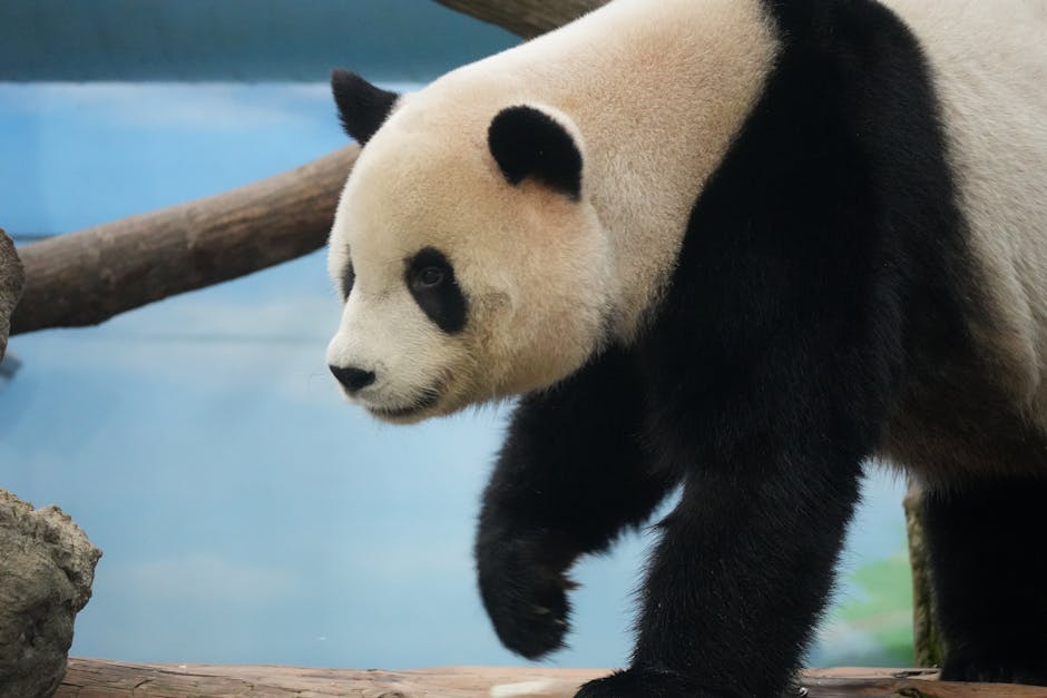 Giant Panda