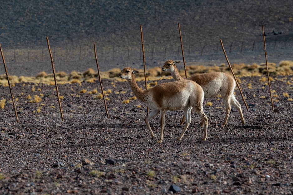 Vicuña