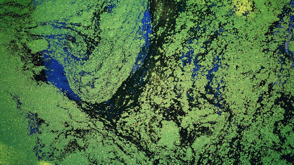 Oceans Produce Over Half of Earth's Oxygen