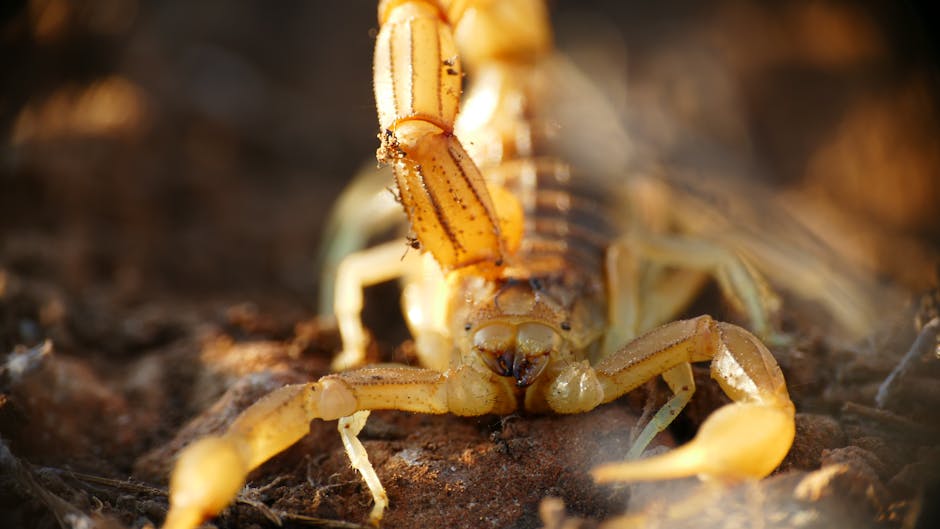 Scorpions Glow a Bright Blue-Green Under Ultraviolet Light