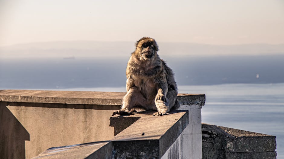 British Overseas Territory