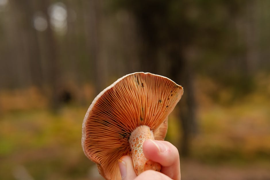 Gills