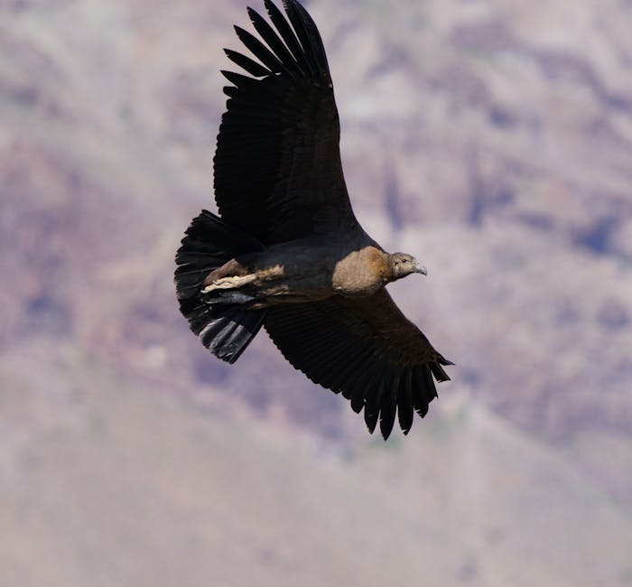 The Majestic Andean Condor is Bolivia's National Bird.