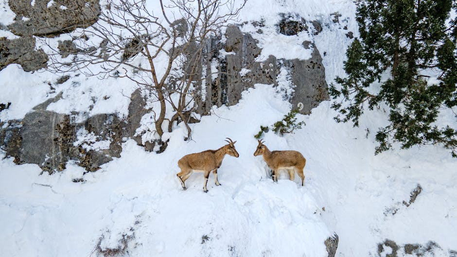 Capricorns Can Be Surprisingly Stubborn and Resistant to Change