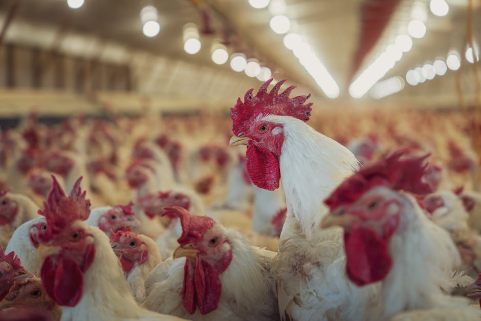 Poultry