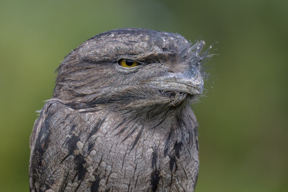 Potoo Bird