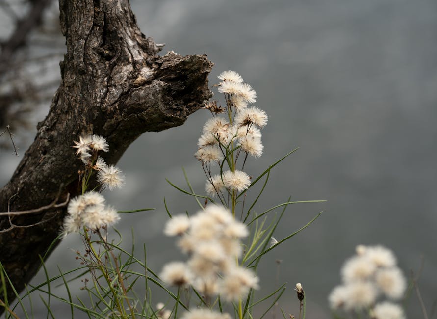 Bermuda's Tiny Whistling Frogs Produce a Surprisingly Loud Nocturnal Chorus