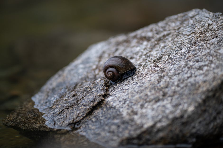 Mollusk