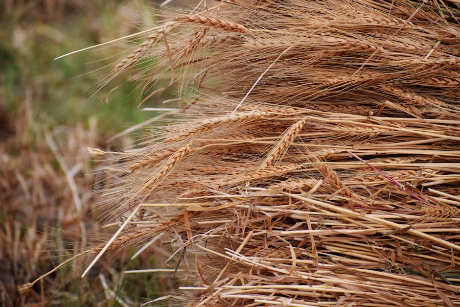 The Virgo Symbol, the Maiden, May Represent the End of Summer Harvest.