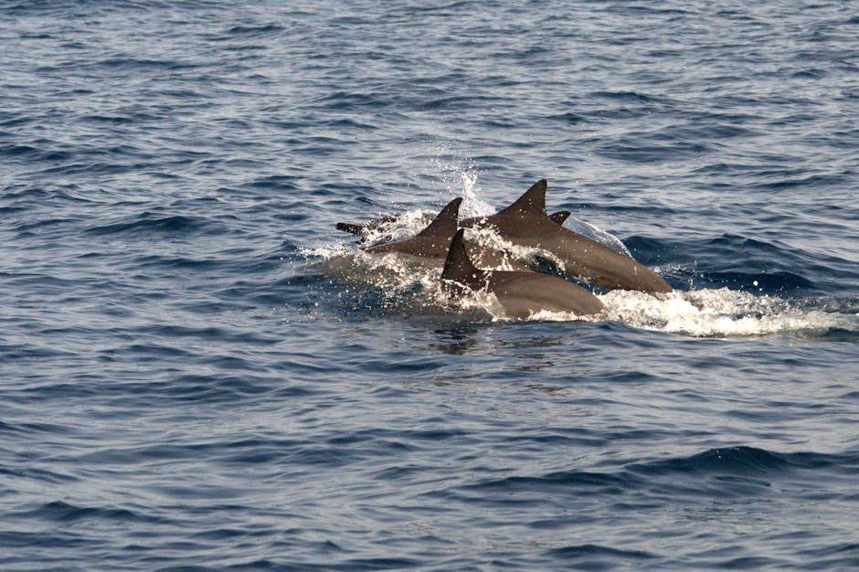 Anguilla's Flag Features Three Orange Dolphins Symbolizing Endurance