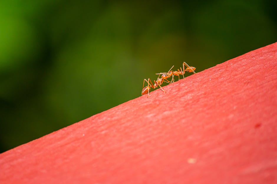 Ants