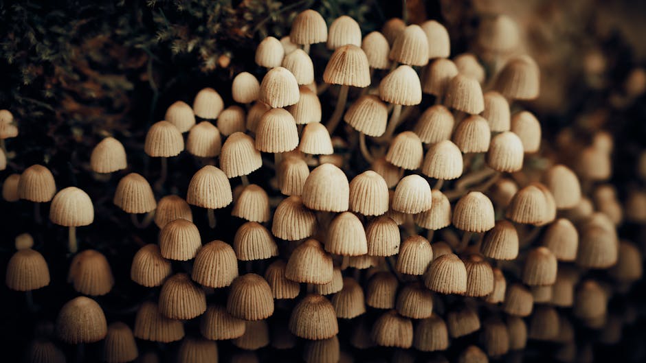 Mushrooms