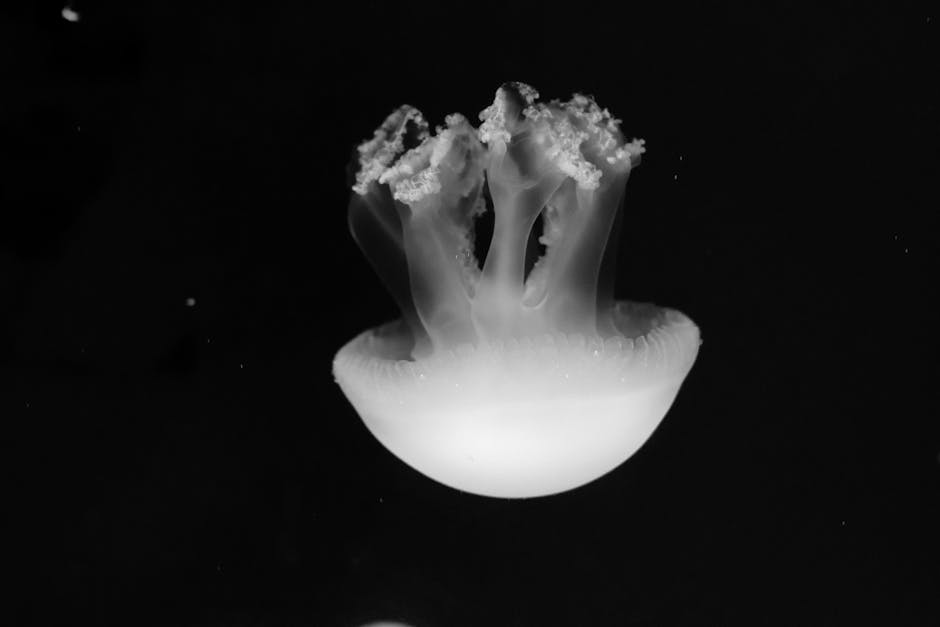 Cnidaria
