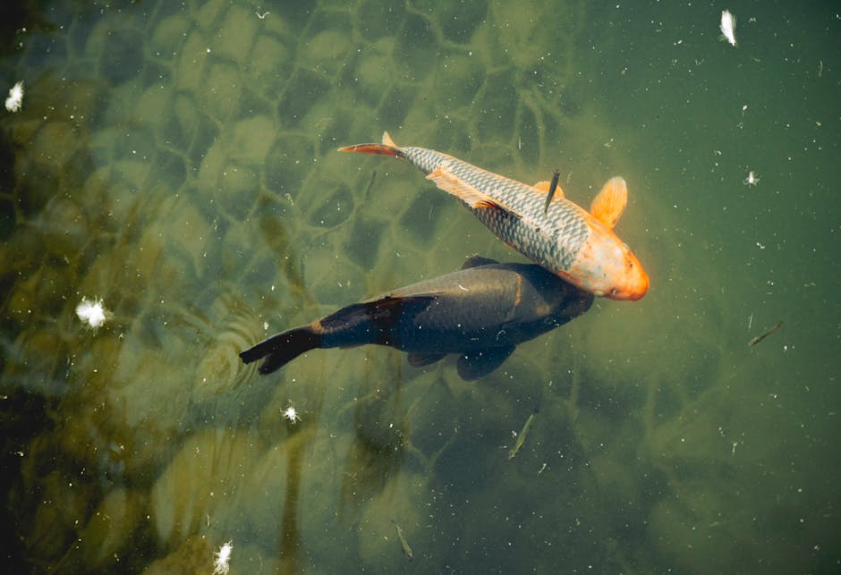 Pisceans Are Known for Unparalleled Empathy and Compassion