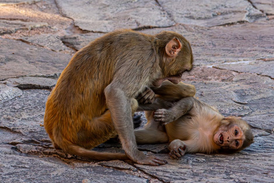 Animal Behavior