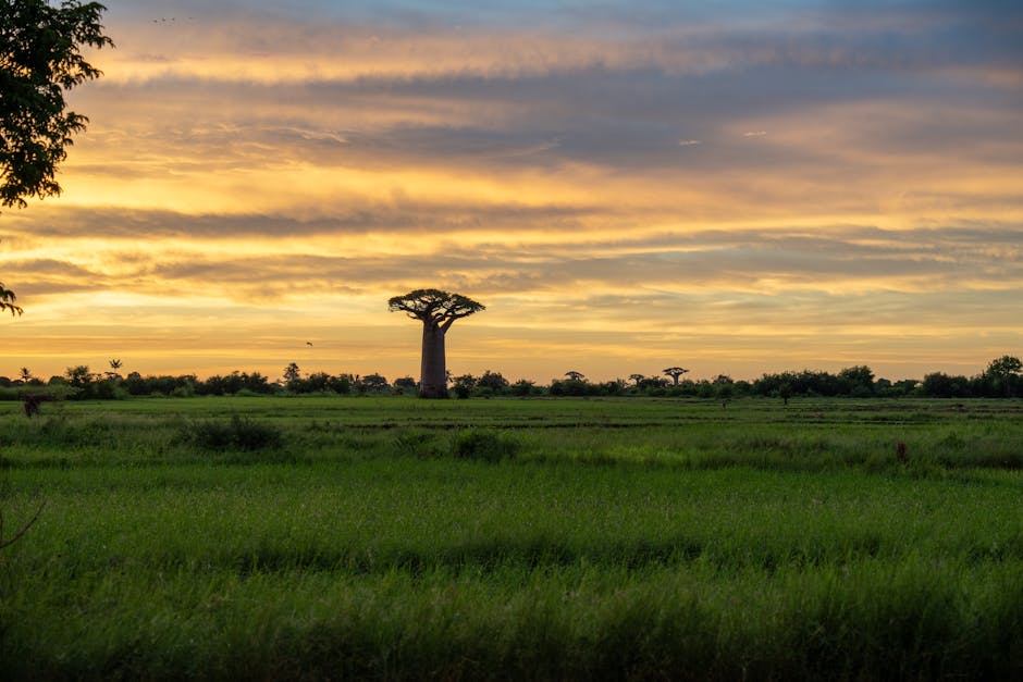 Angola's Landscape Features Majestic, Ancient Baobab Trees