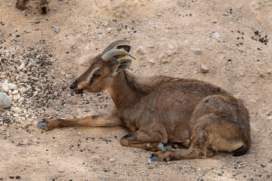 Mammal